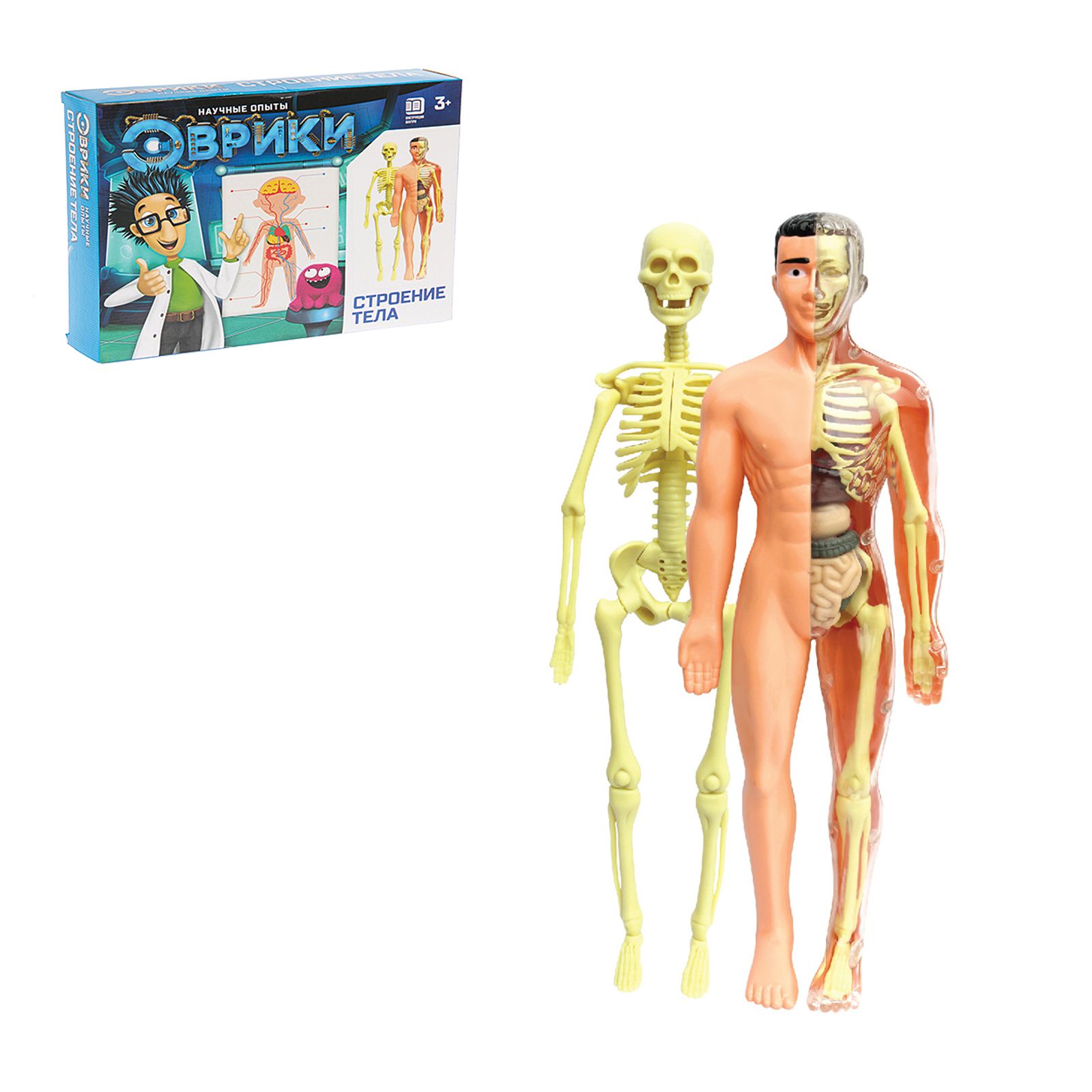 Строение тела (скелет + органы)